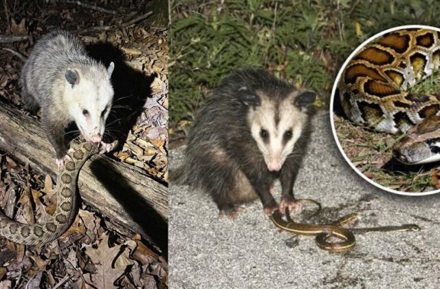 Khám Phá Khả Năng Đặc Biệt Của Opossum: Vượt Qua Nọc Độc Rắn Chuông