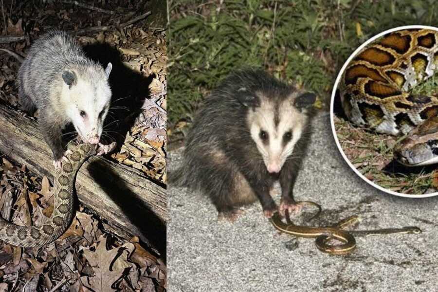 Khám Phá Khả Năng Đặc Biệt Của Opossum: Vượt Qua Nọc Độc Rắn Chuông