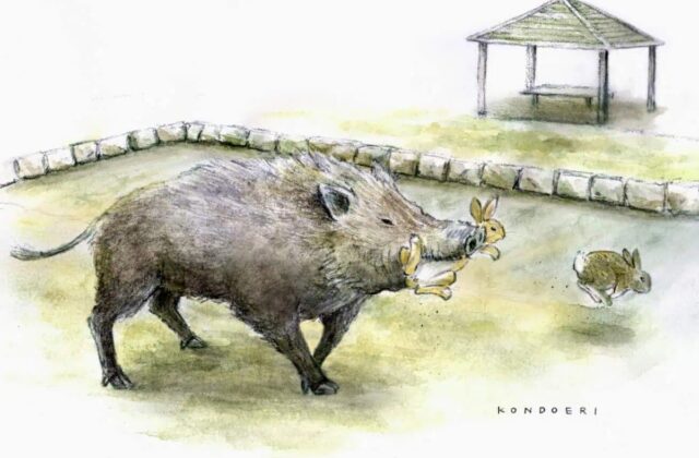 Hành Trình Khám Phá Đảo Thỏ: Khi Lợn Rừng Trở Thành Kẻ Săn Thỏ