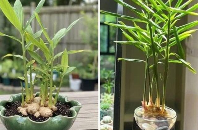5 Lợi Ích Khi Trồng Gừng Tại Nhà Mà Gia Đình Nào Cũng Nên Biết