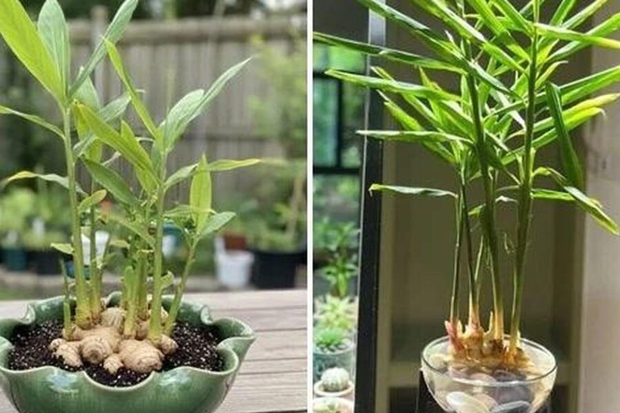 5 Lợi Ích Khi Trồng Gừng Tại Nhà Mà Gia Đình Nào Cũng Nên Biết